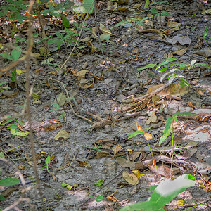 2024-12-14 073 Long-tailed Nightjar.jpg