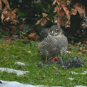Sperber schlägt Vogel.jpg