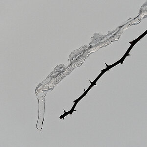 N1118290nikon.jpg