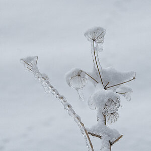 N1118232nikon.jpg