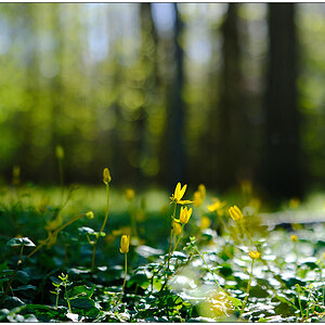 Schilksee – Frühling und Freudentränen im Wald © 2024 Sabine Lommatzsch