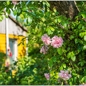 Im Schrebergarten – Kletterrose am Apfelbaum © 2024 Sabine Lommatzsch