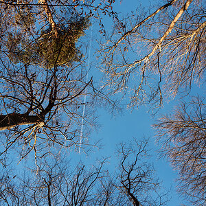 Wald.jpg