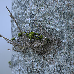 Natur_Zf_DSC0327_18x12x100.jpg