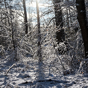 N1148593nikon.jpg