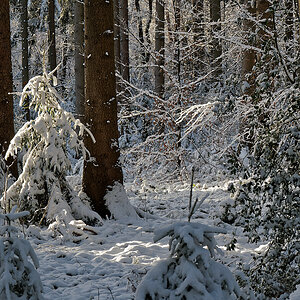 N1148582nikon.jpg