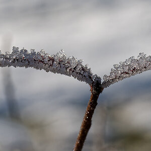 N1188716nikon.jpg