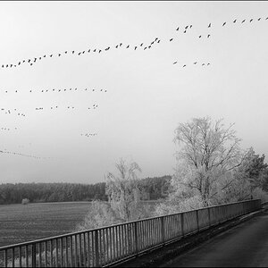 Die Gänse ziehen wieder BW.jpg