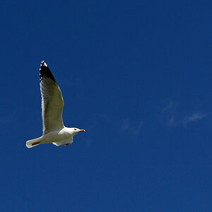 _U010680-crop1200x900.JPG