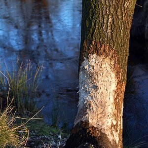 baum_biberbissspuren.jpg