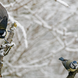N1209454nikon.jpg