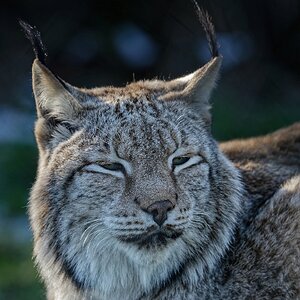 Luchs I.jpg