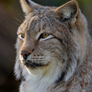 Luchs II.jpg