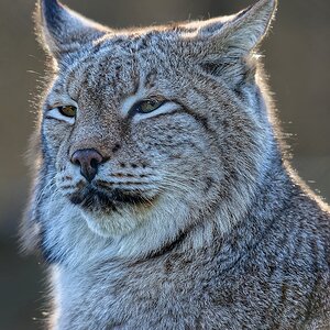Luchs III.jpg