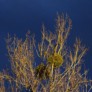 Abendlicht.jpg