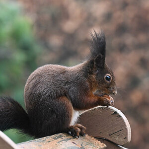 Eichhörnchen am Vogelhaus 3.jpg