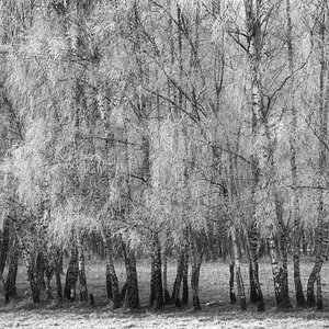 Moorbirken 1 BW_1.jpg