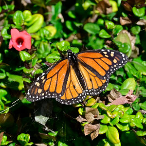 _U011673-crop1200x900.JPG
