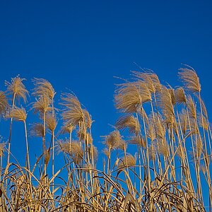 2025-01-30_13-41-15_DSC-RX100M5A_002_1000.jpg