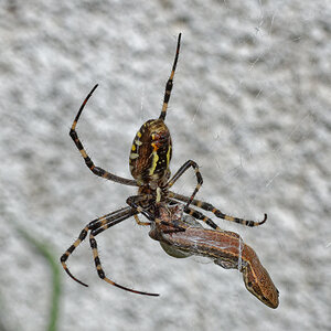 Spinne-Eidechse.jpg