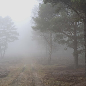 Nebelheide.jpg