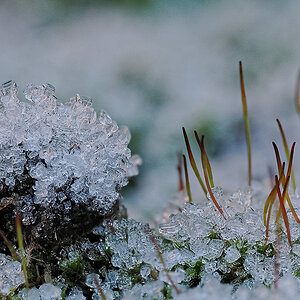 N2020046_12_focusstackingnikon.jpg