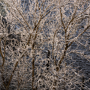 P2020015-2.gif