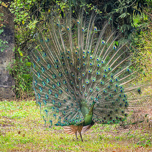 2025-01-25 41 Green Peafowl sm.jpg