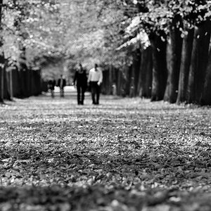 Herbstsparziergang sw