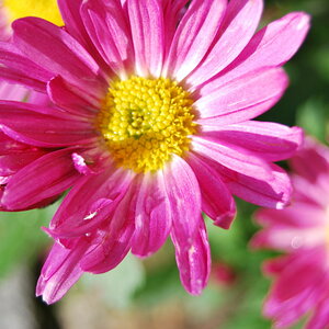 DSC 0005a (14)