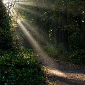 Licht im Nebel 1