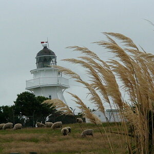 01 29 07 NZ moearaki lighthouse HC3 608