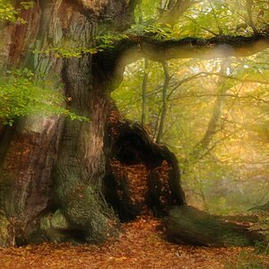 Baum, Doppelbelichtung