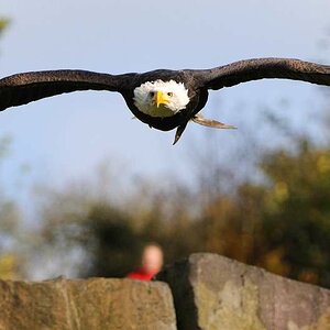 Weißkopfseeadler im Anflug