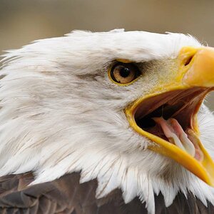 Weißkopfseeadler