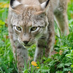 Luchs 3