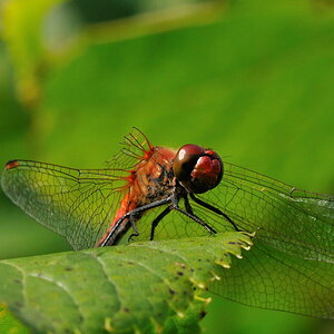 Broken Wing