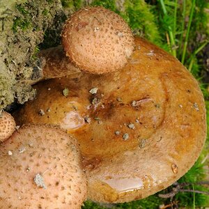 Pilze