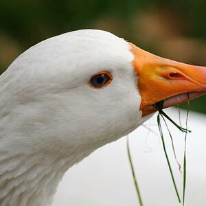 Gans 2