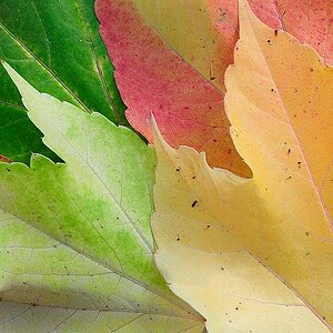 herbstnff