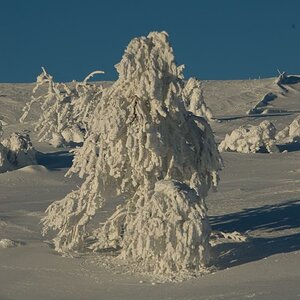 Schnee-Baum