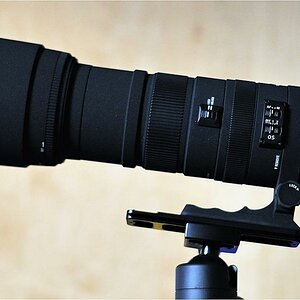 Sigma 150-500