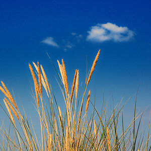 sommer