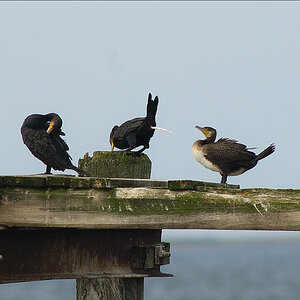 Usedom20