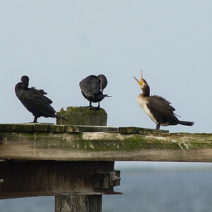 Usedom21