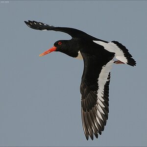comp Helgoland 2008 01307