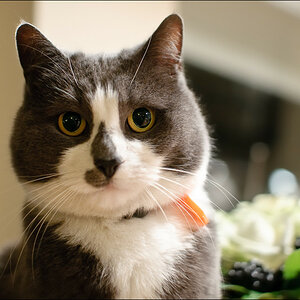 Katze