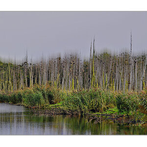 Kormoranwald im Naturschutzgebiet Peenemünde
