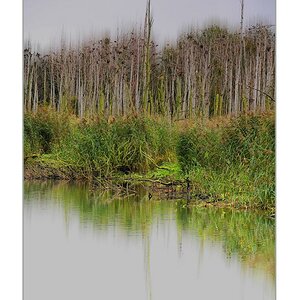 Kormoranwald 3 im Naturschutzgebiet Peenemünde