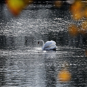 Schwan 1 web
